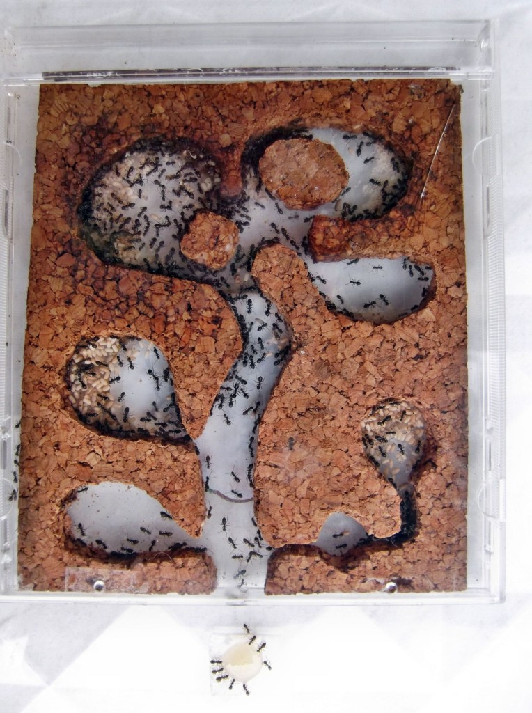 Kolonia Lasius niger