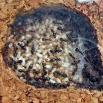 Kolonia Lasius niger cz.2