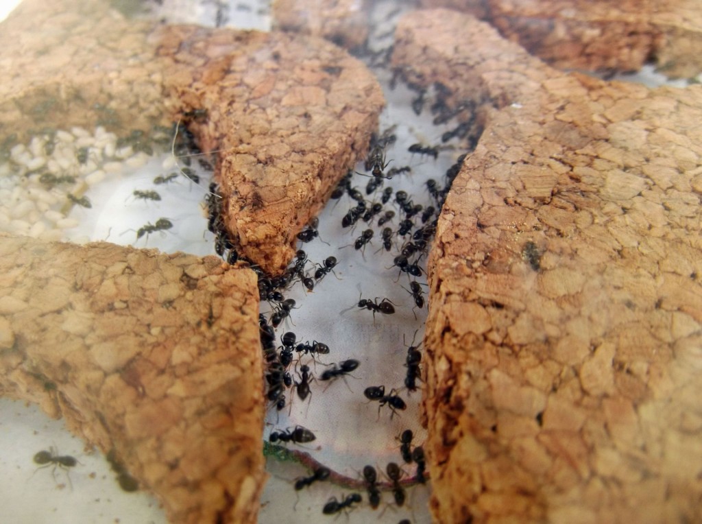 Lasius niger 