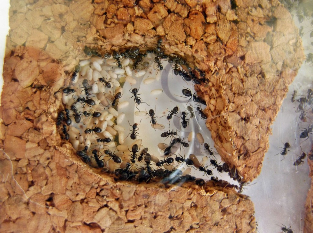Kolonia Lasius niger