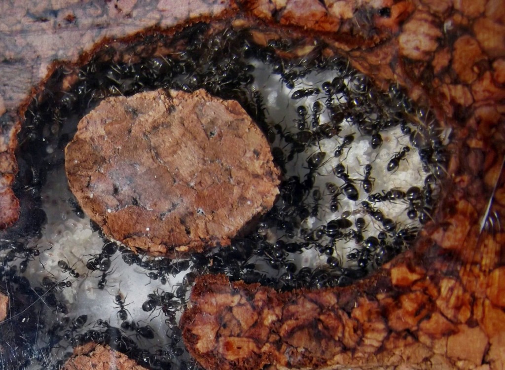 Lasius niger 