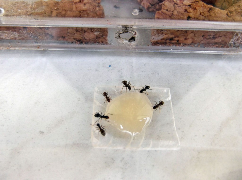 Kolonia Lasius niger