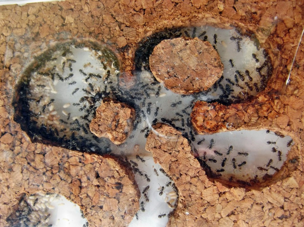 Lasius niger 