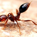 Mrówki ogniste vs szalone mrówki śniade