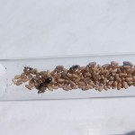 Lasius umbratus