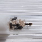 Królowe Lasius niger