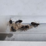 Królowe Lasius niger