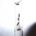 Królowe Lasius niger