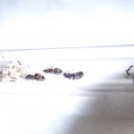 Królowe Lasius niger