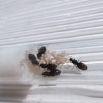 Królowe Lasius niger