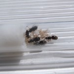 Królowe Lasius niger
