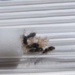 Królowe Lasius niger