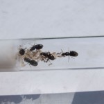 Królowe Lasius niger