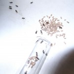 Hodowla Lasius niger
