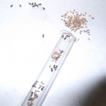 Hodowla Lasius niger
