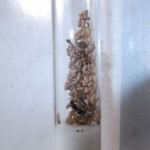 Lasius umbratus