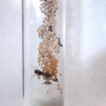 Lasius umbratus