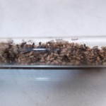 Hodowla Lasius niger