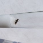 Królowa Lasius flavus