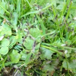 Samce Lasius flavus