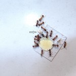Samiec Myrmica rubra