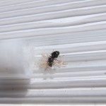 Królowa Lasius niger