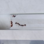 Królowe Myrmica rubra
