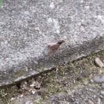 Młoda królowa Lasius flavus