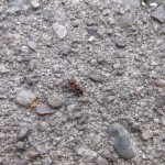 Młoda królowa Myrmica sp.