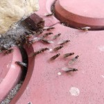 Młode królowe Lasius flavus
