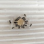 Robotnice Lasius niger