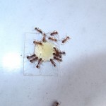 Robotnice Myrmica rubra