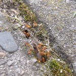 Lasius flavus 