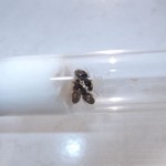 Lasius flavus 