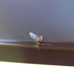 Lasius flavus 