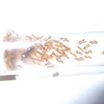Lasius flavus