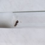 Lasius flavus 