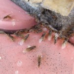 Lasius flavus 