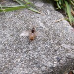 Lasius flavus 