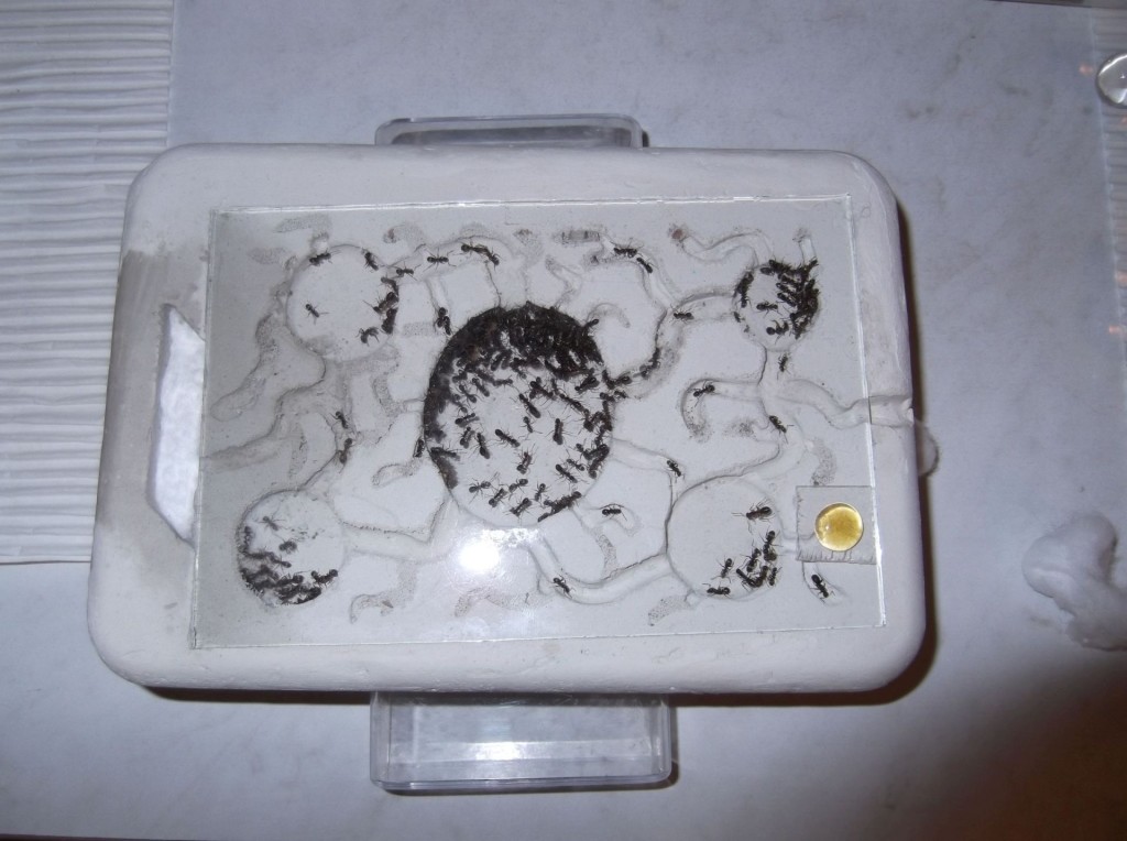 Formica cinerea 