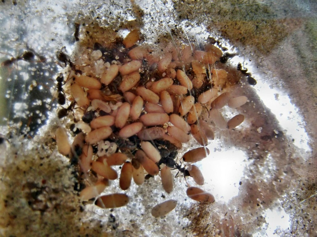 Formica cinerea 