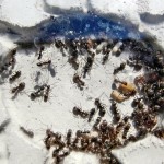 Kolonia Formica cinerea