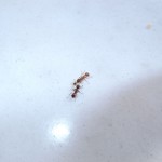 Myrmica rubra (wścieklica zwyczajna)