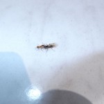Myrmica rubra (wścieklica zwyczajna)