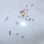 Myrmica rubra (wścieklica zwyczajna)