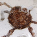 Myrmica rubra (wścieklica zwyczajna)