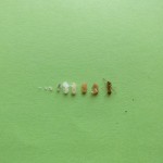 Myrmica rubra (wścieklica zwyczajna)