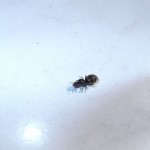 Sposób klasztorny i półklasztorny
