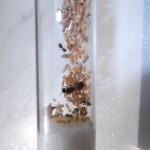 Lasius umbratus
