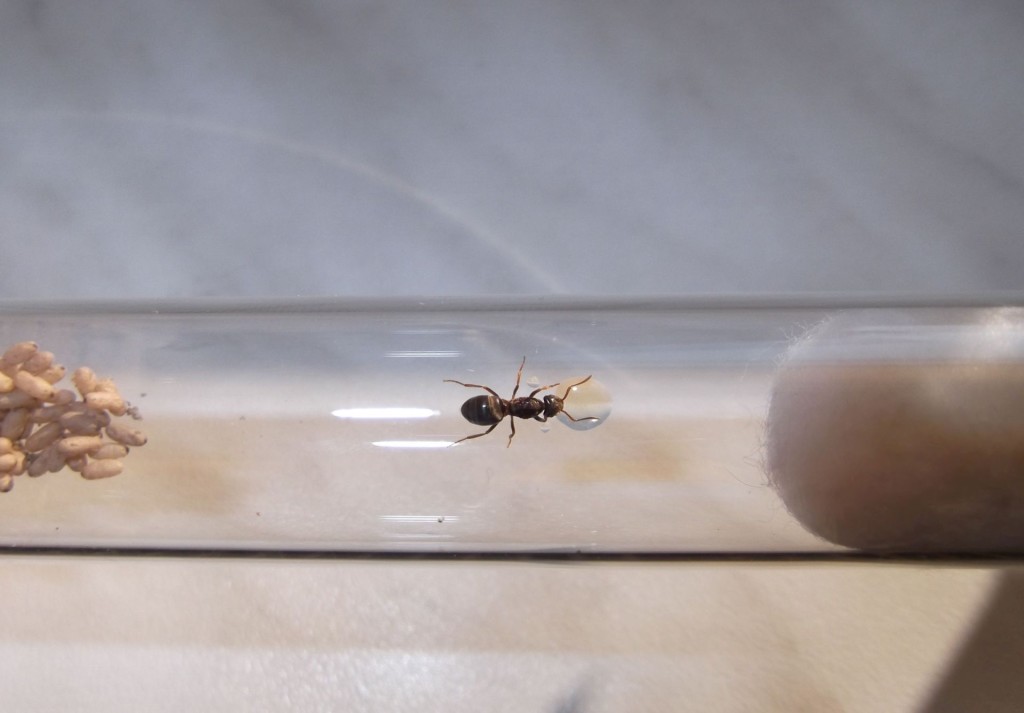 Lasius umbratus (podziemnica zwyczajna)